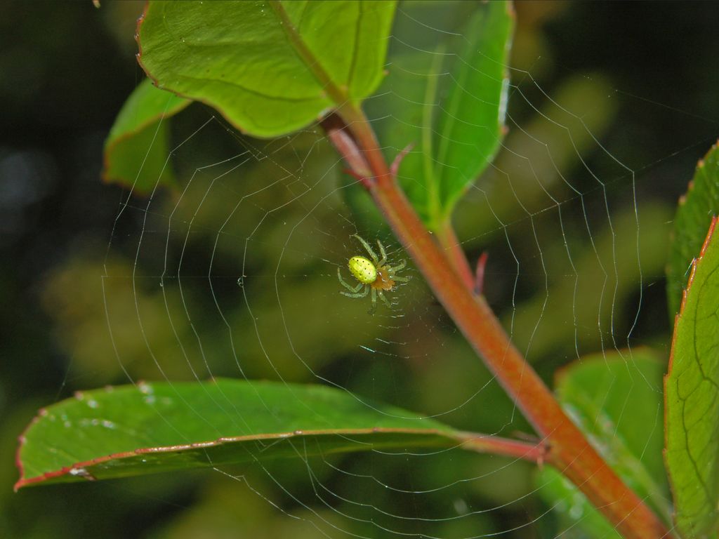 Araniella cucurbitina